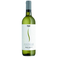Vino Pinot Grigio IGT